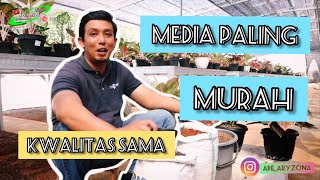 Media aglaonema paling murah #adearyzona