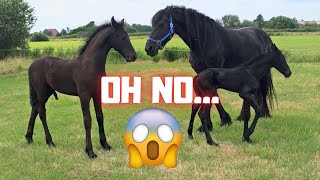 Oh no! What is going on there? This is not the intention Wûnder! | Friesian Horses