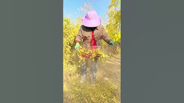 Harvest red dates#agriculture#rural life#farming#planting #naturallife#garden#Harvesting