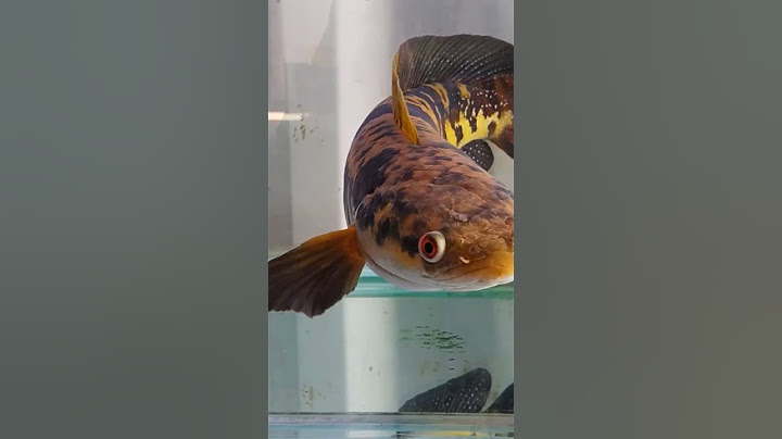 ikan uru yang tersembunyi di pedalaman kalimantan tengah #ikanhias #aquarium