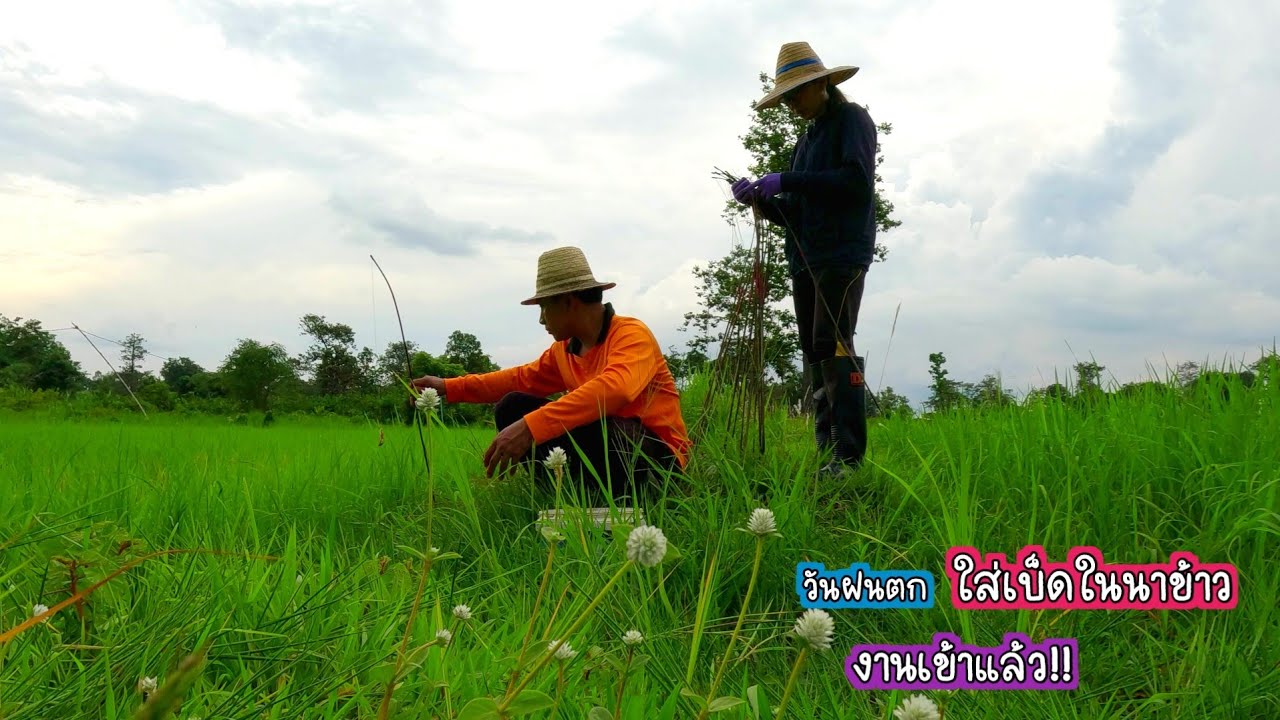 คาดไม่ถึงว่าจะเจอแบบนี้ ใส่เบ็ดปลาในนาข้าววันฝนตก งานเข้าแล้ว!!/บ้านนาพาสุข EP.522