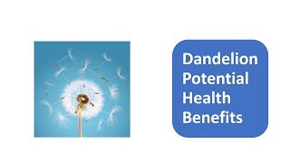 Dandelion Potential Health Benefits