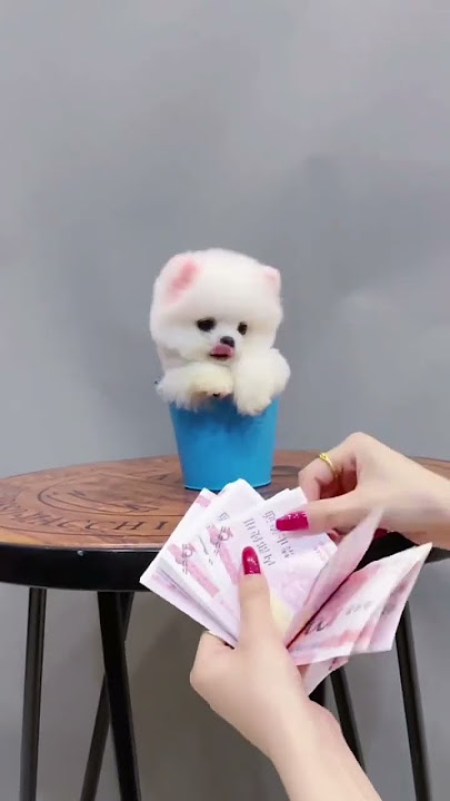 Pomerania ubit nyang cute that# cutepet#anjing