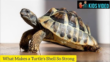 What Makes a Turtle’s Shell So Strong"  kids video !  fun facts