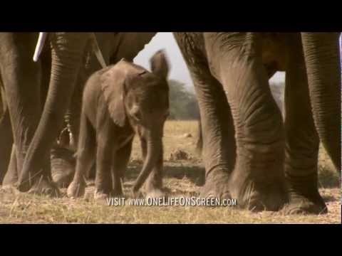 Baby Elephant takes first steps | One Life | BBC