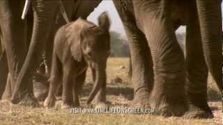 Baby Elephant takes first steps | One Life | BBC
