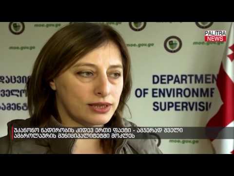 უკანონო ნადირობის კიდევ ერთი ფაქტი - ამჯერად შველი ამბროლაურის მუნიციპალიტეტში მოკლეს