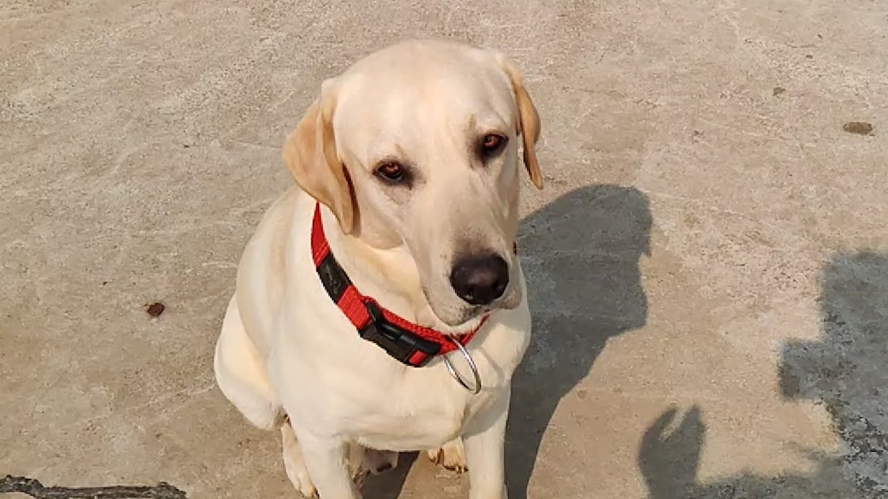 Labrador loves strawberry Labrador jumping slowmo jump jack the