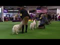 Spaniels Clumber | Breed Judging 2019 の動画、YouTube動画。