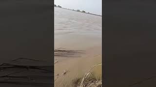 دربار پوسٹ دریائے ستلج پر خطرناک سیلاب کا پانی تیزی سے بڑھ رہا ہے