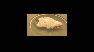 Pig Fell Asleep In The Sink