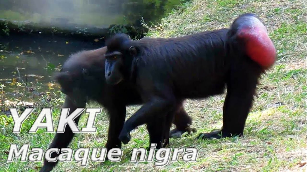 Yaki Macaca Nigra Si Monyet Hitam Sulawesi Youtube