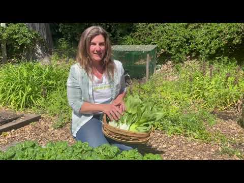 Video: Coltivare i raccolti di Bok Choy di fine stagione - Come e quando piantare il Bok Choy autunnale