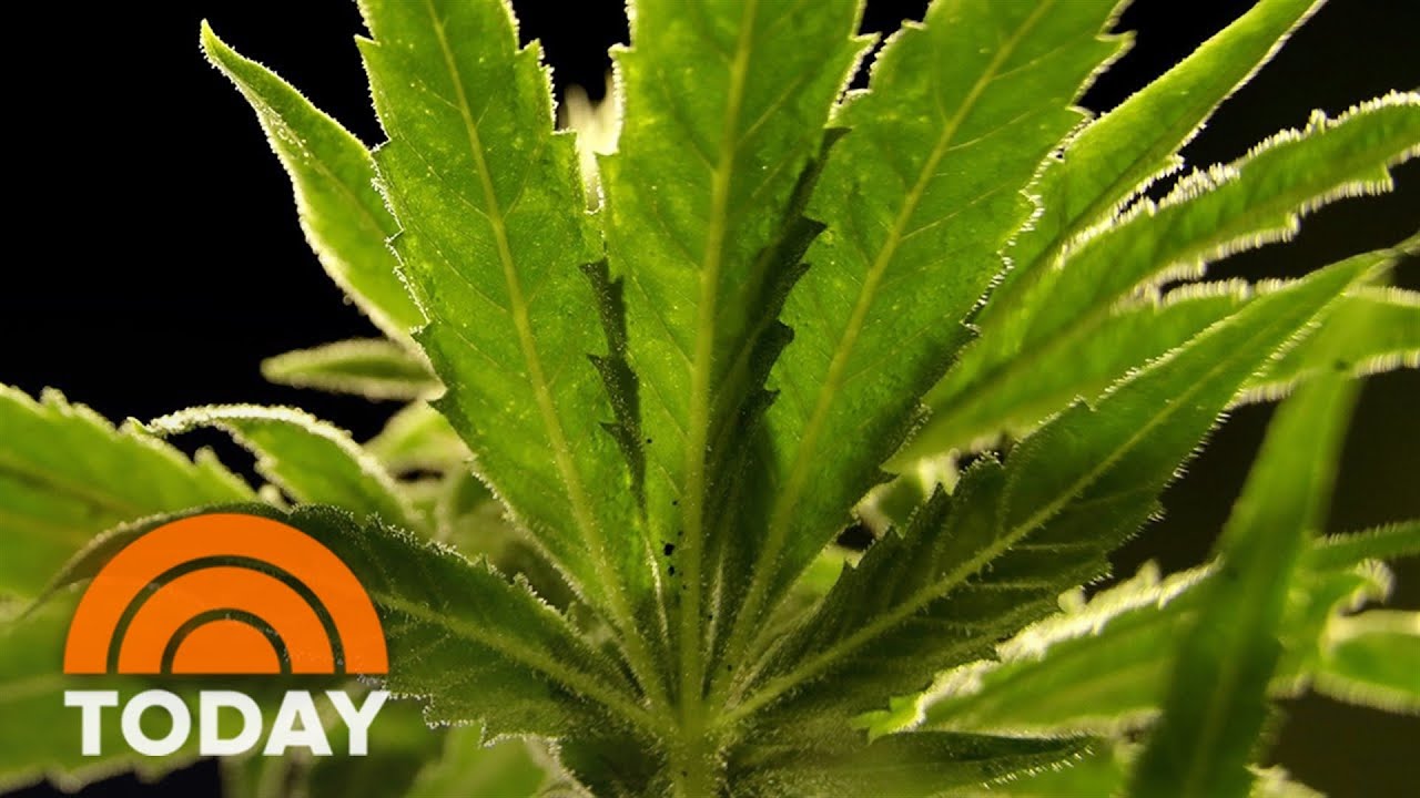 Biden plans to reclassify marijuana, ease restrictions nationwide