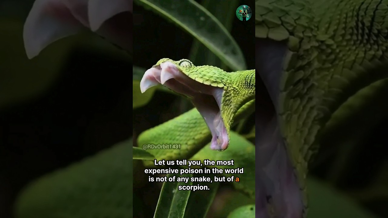 Most Expensive poison liquide 