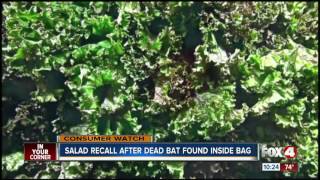 Bat found in packaged salad