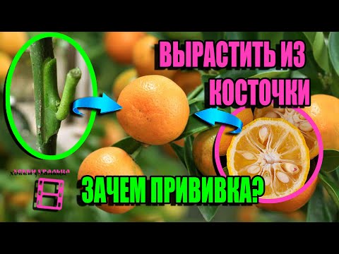 МАНДАРИН, ЛИМОН ИЗ КОСТОЧКИ. ЗАЧЕМ НУЖНА ПРИВИВКА ЦИТРУСОВЫХ? ЭКЗОТИКА НА ПОДОКОННИКЕ 22-15