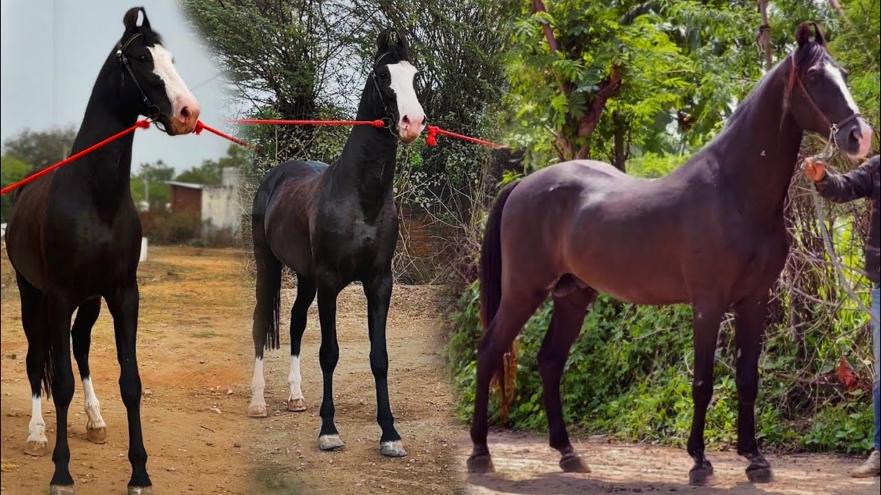 मेवाड़ का उभरता सितारा – Colt Badal ✨ Sitaram ji ke ghode ka beta||SN HORSE FORM