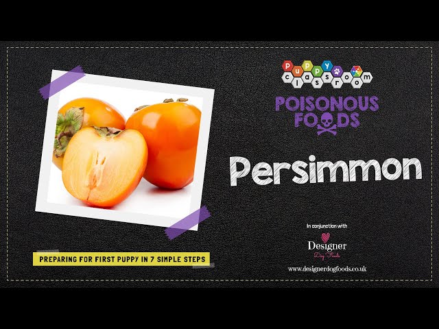Can Your Dog Safely Eat Persimmons? Discover the Truth Today 3 sddefault