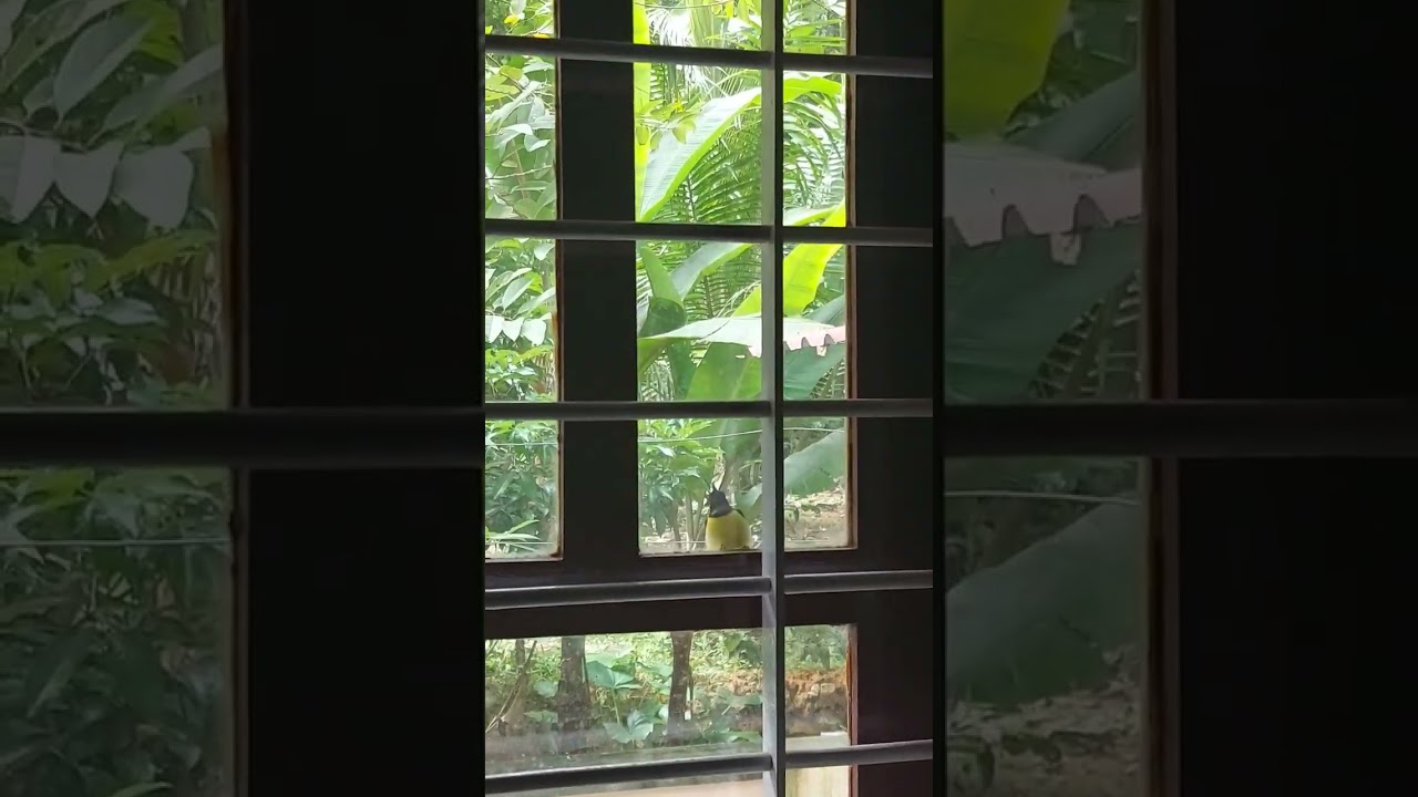 Watch why bird pecking on window every morning on YouTube Watch why bird pecking on window every morning on YouTube