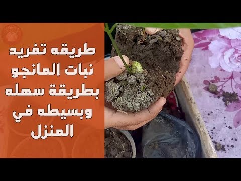 فيديو: زراعة الشتلات في المنزل. الجزء الرابع
