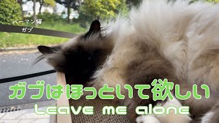 バーマン猫ガブとラフとミカとウリ【ガブはほっといて欲しい】Leave me alone（バーマン猫）Birman/Cat by J 92 views 3 weeks ago 2 minutes, 1 second