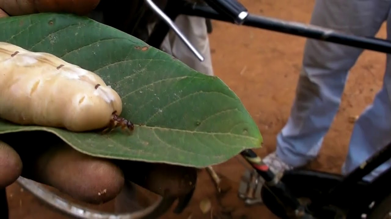 Temite Queen Pest Control Services Amarnath