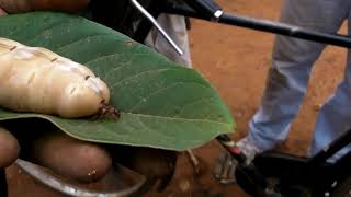 Temite Queen Pest Control Services Amarnath