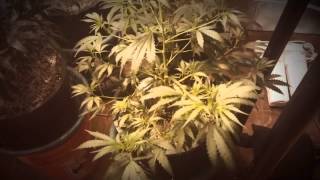 Deimos day 28 + rest of the garden