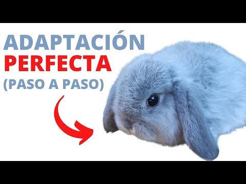 🐰 La Llegada a Casa del CONEJO Como hacer Una Correcta Adaptación (Fácilmente)