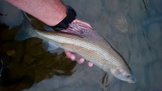 Pêche de l'Ombre sur l'Aude en Nymphe et à la mouche - Romain Quiles Ariège Pêche Nature