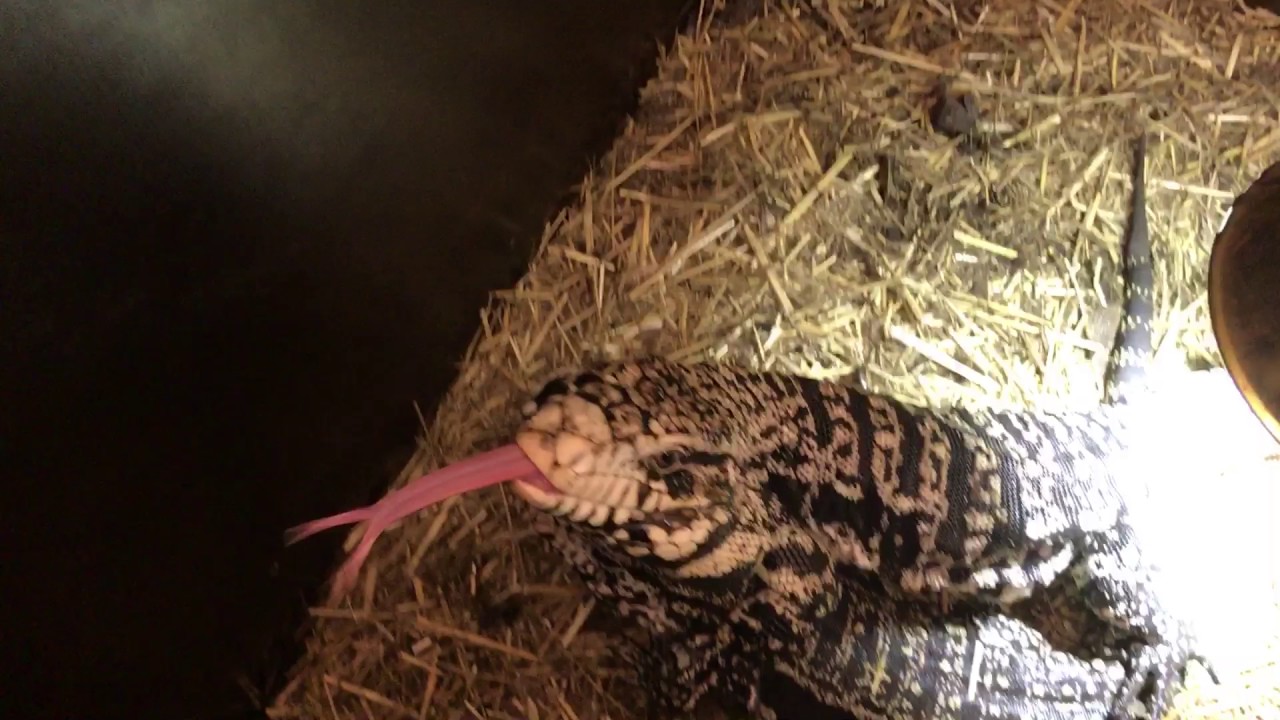 caiman lizard pet Chacoan giant tegus