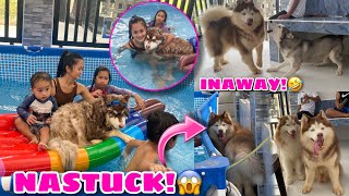 Pool Party With Raymundo Gfarm! | NAG AWAY AWAY SILA! | Husky Pack TV