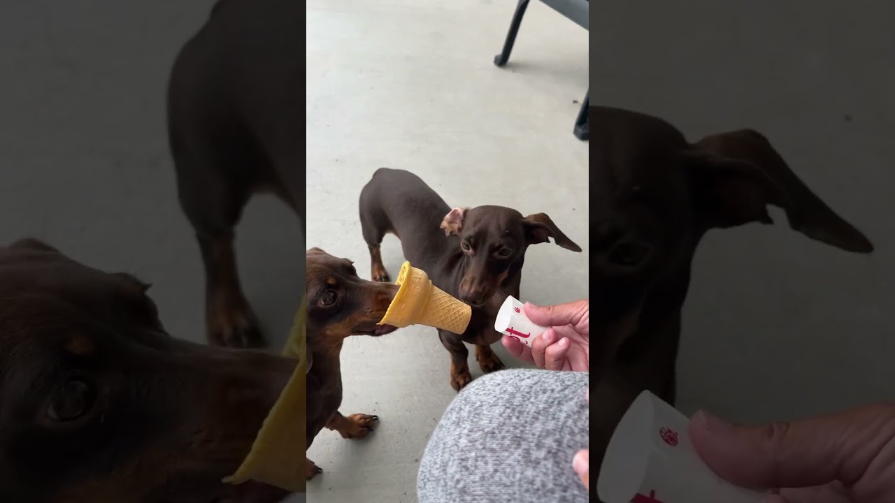 Ice Cream Thief Dachshund Cutepuppy Minidachshund Cutepuppies Summertime Dog