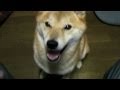 一緒に連れてってぇ~ 柴犬ジロー shiba inu