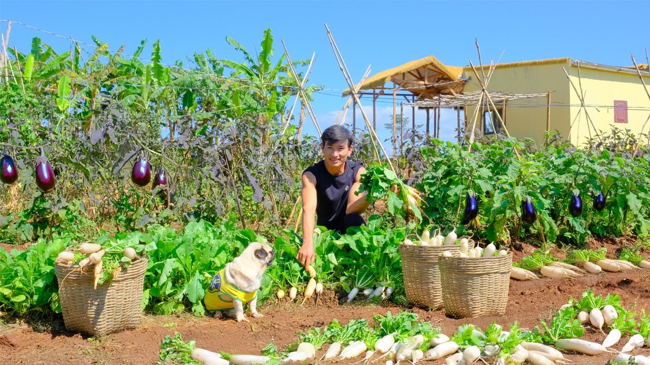 Harvest Homegrown White Radishes – Dry And Pickle Them – Cook A Delicious Meal| Triệu Nhất Long