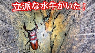 【昆虫採集】10月でも立派な水牛ノコギリがいた！　クワガタチェック！