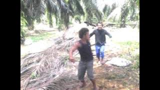 Ngentot di kebun sawit