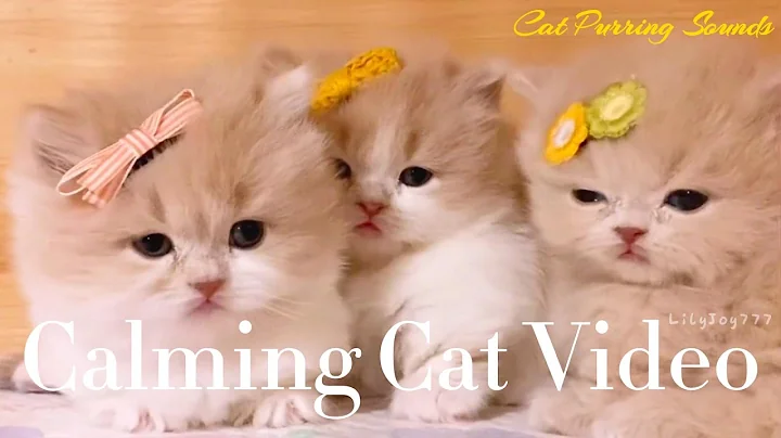 Watch the video about 8-Minute Cute Cat New Video 😻 Soft Kitten Purrs for Instant Relaxation and Sleep 😍💕