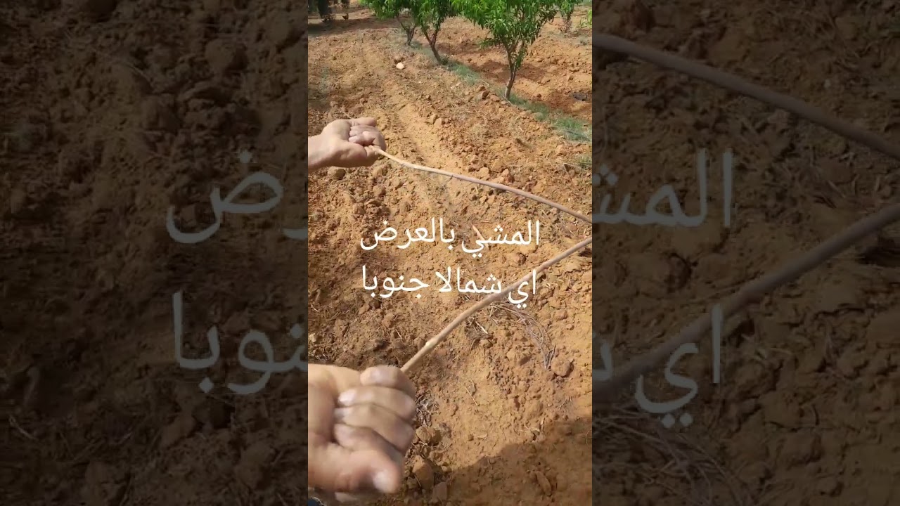 تعلم ثجربة الطريقة التقليدية للبحث أو الكشف عن المياه الجوفية بإستخدام غصن الزيتون