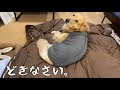 場所とり合戦に負け、入れてもらう立場になった飼い主とゴールデンレトリバーベンツ。
