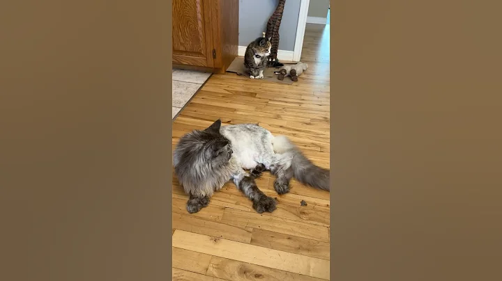 Video 10645221: mainecoon cat, cat pets love, tiny cat, cat missing, cat playing