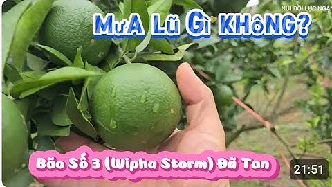 BÃO SỐ 3 ( BÃO WIPHA) ĐÃ TAN CHỖ CÁC BÁC CÓ ẢNH HƯỞNG GÌ I NÚI ĐỒI LỤC NGẠN