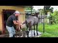 Como atender la cola de tu caballo después de intervenida? #elcaballoyelcaballista