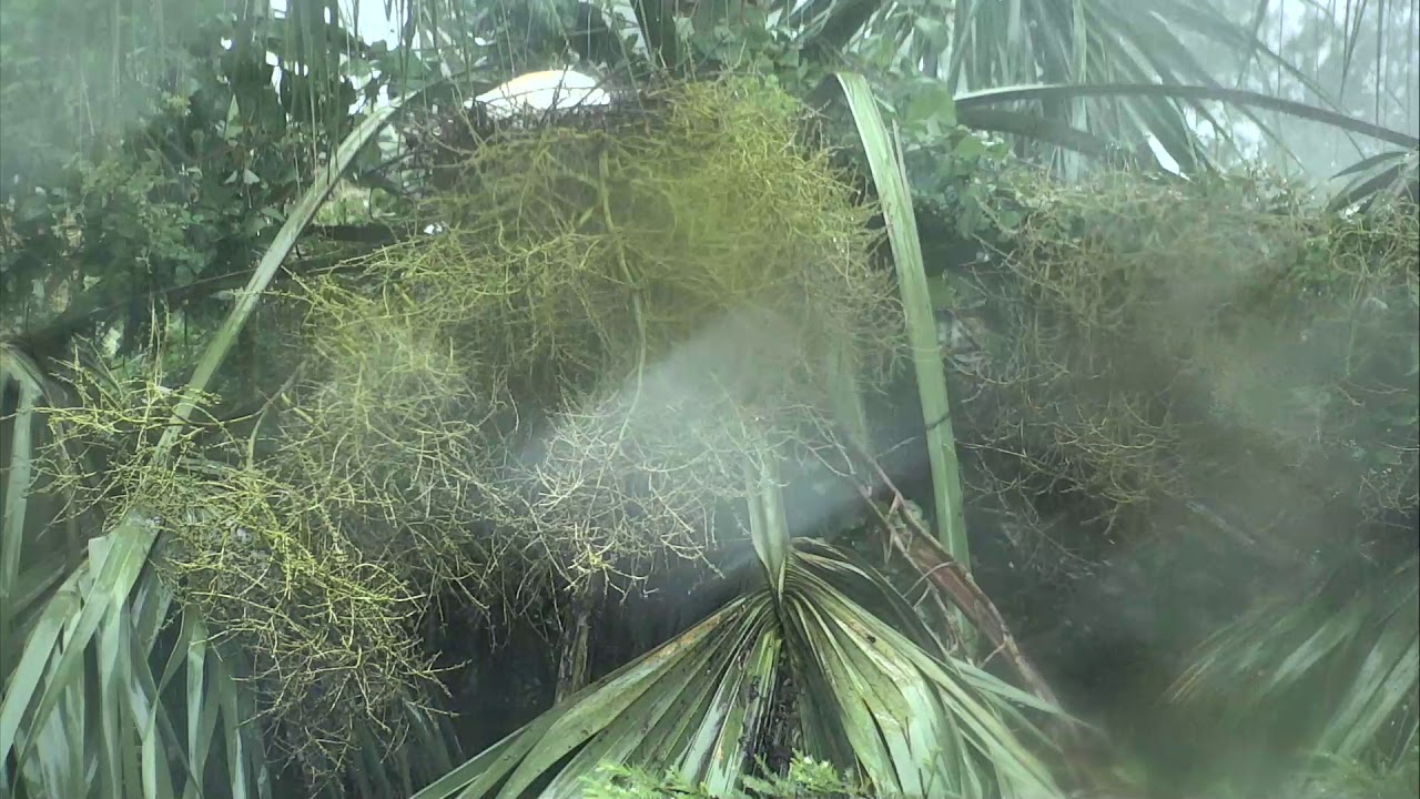 eggs florentine Alligator Swamp and Spoonbills Cam 07-30-2018 12:56:07 - 13:56:08
