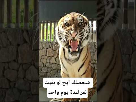 هيحصلك إيه لو بقيت نمر يوم واحد معلومات اكسبلور    معلومات غريبة
