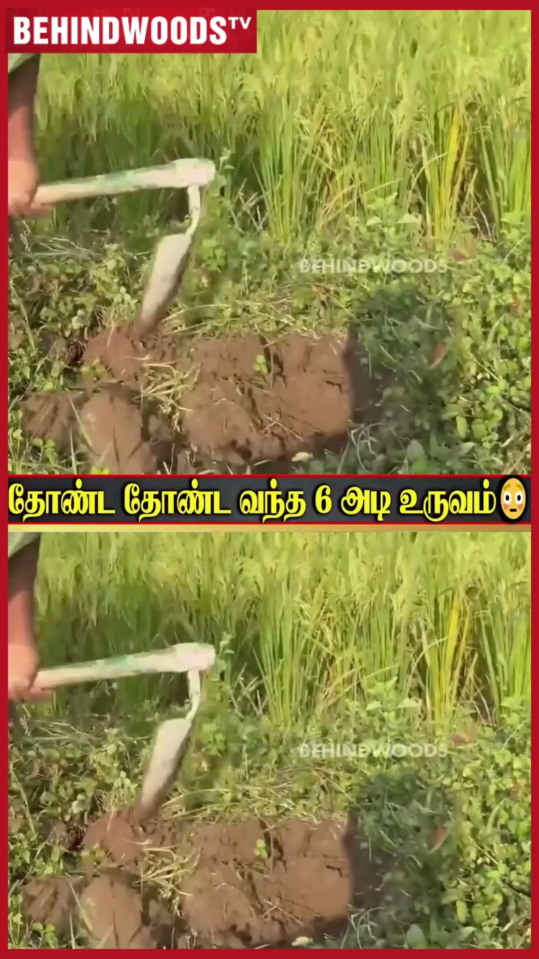 வயலுக்குள் புதைந்து இருந்த முருகன் சிலை ? தோண்ட தோண்ட நடந்த அதிசயம்