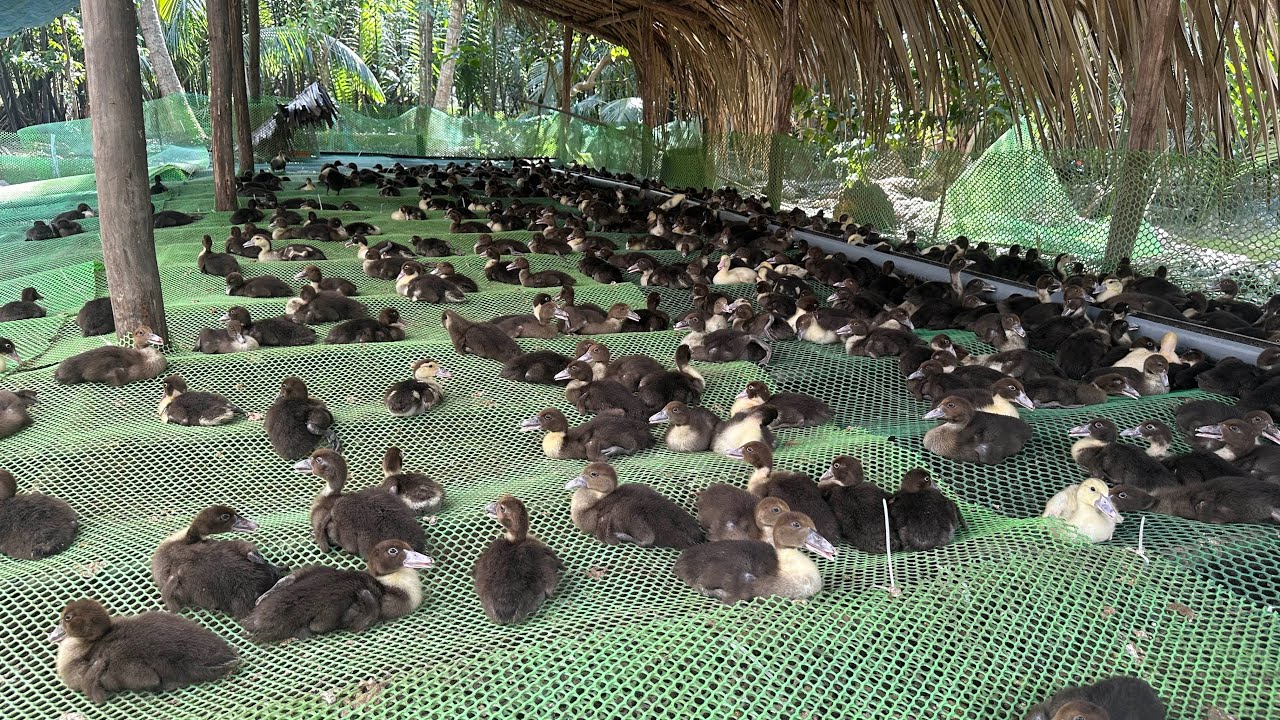 Chia sẻ kinh nghiệm nuôi vịt xiêm pháp, cách phòng tránh hao đầu con cho người mới nuôi