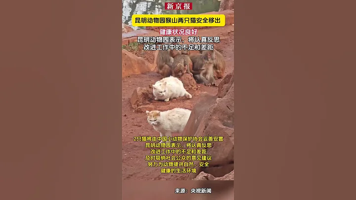 昆明动物园：猴山2只猫安全移出 体检确认健康状况良好 - 天天要闻