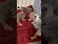 Bulldog (yawru bulldoglar) #Love #puppy #puppytiktok #sunshine